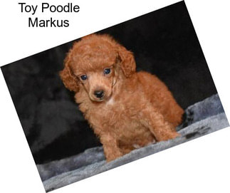 Toy Poodle Markus