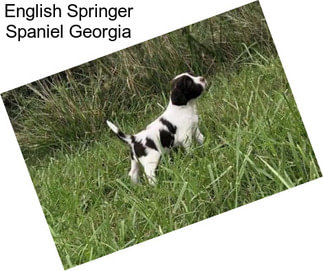 English Springer Spaniel Georgia