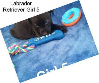 Labrador Retriever Girl 5