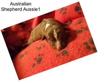 Australian Shepherd Aussie1