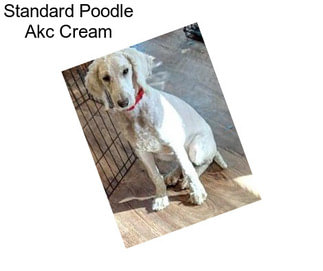 Standard Poodle Akc Cream