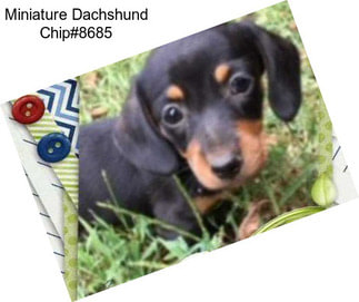 Miniature Dachshund Chip#8685