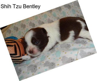 Shih Tzu Bentley