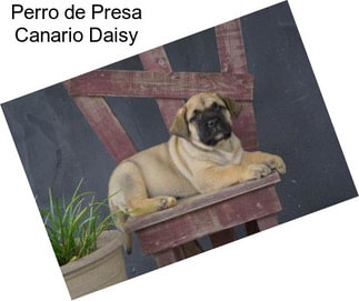 Perro de Presa Canario Daisy