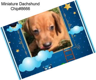 Miniature Dachshund Chip#8666