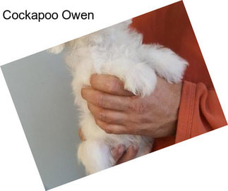 Cockapoo Owen