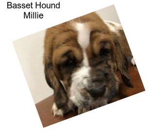 Basset Hound Millie