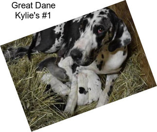 Great Dane Kylie\'s #1