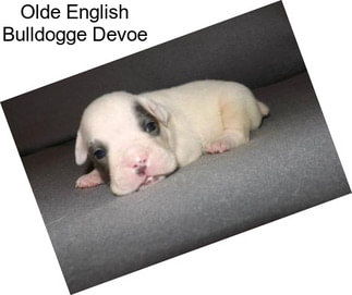 Olde English Bulldogge Devoe