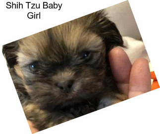 Shih Tzu Baby Girl