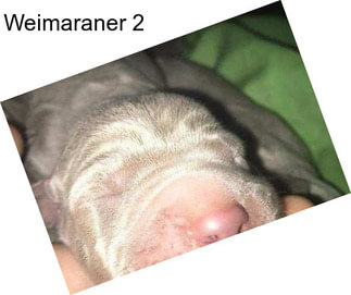 Weimaraner 2