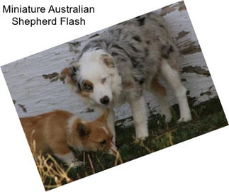 Miniature Australian Shepherd Flash