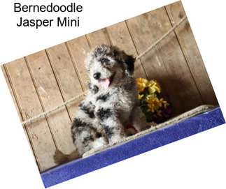 Bernedoodle Jasper Mini