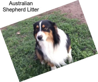 Australian Shepherd Litter