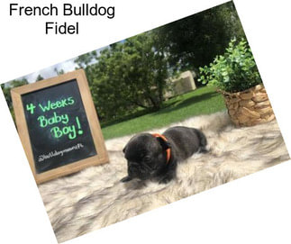 French Bulldog Fidel