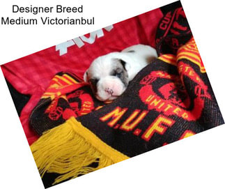 Designer Breed Medium Victorianbul