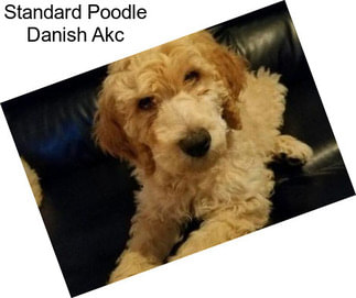 Standard Poodle Danish Akc