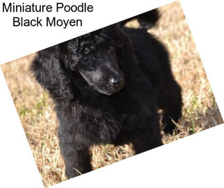 Miniature Poodle Black Moyen