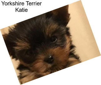 Yorkshire Terrier Katie