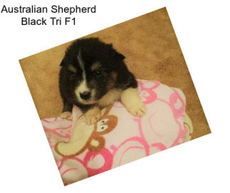 Australian Shepherd Black Tri F1