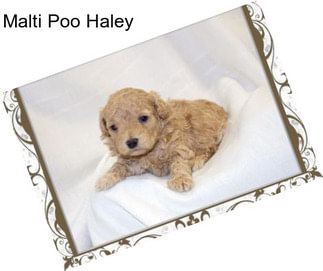 Malti Poo Haley