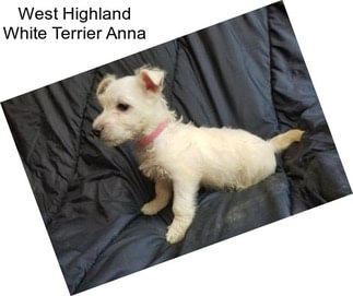 West Highland White Terrier Anna