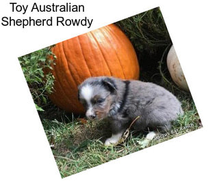Toy Australian Shepherd Rowdy