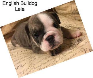 English Bulldog Lela