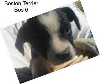 Boston Terrier Bos 6