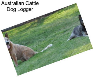 Australian Cattle Dog Logger