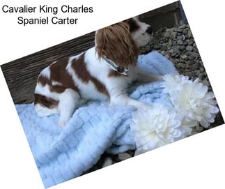 Cavalier King Charles Spaniel Carter
