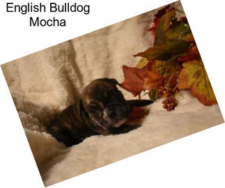 English Bulldog Mocha