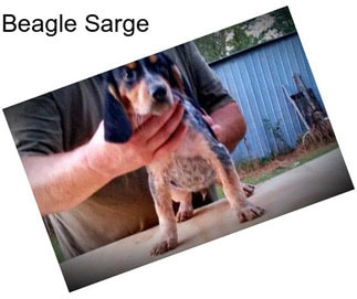 Beagle Sarge