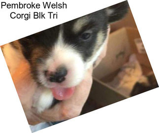 Pembroke Welsh Corgi Blk Tri