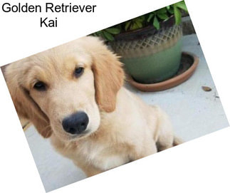 Golden Retriever Kai