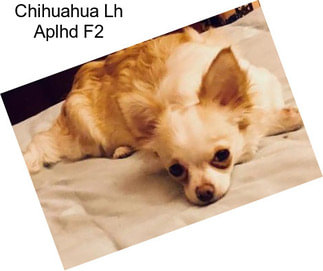 Chihuahua Lh Aplhd F2