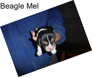 Beagle Mel