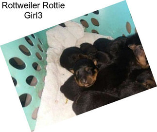 Rottweiler Rottie Girl3