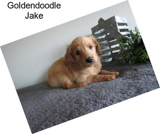 Goldendoodle Jake