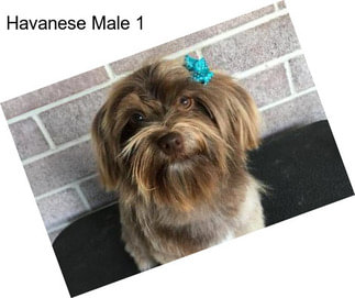 Havanese Male 1