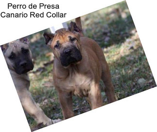 Perro de Presa Canario Red Collar