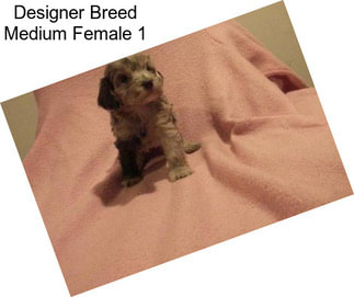 Designer Breed Medium Female 1