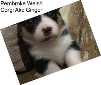 Pembroke Welsh Corgi Akc Ginger