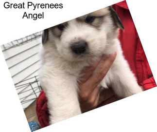 Great Pyrenees Angel