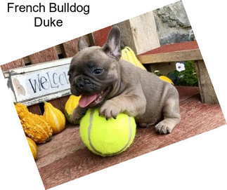 French Bulldog Duke