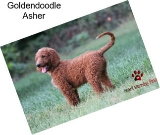 Goldendoodle Asher