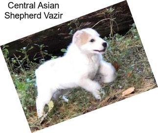 Central Asian Shepherd Vazir