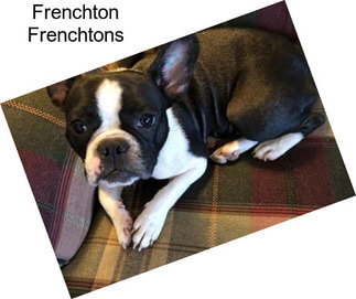 Frenchton Frenchtons