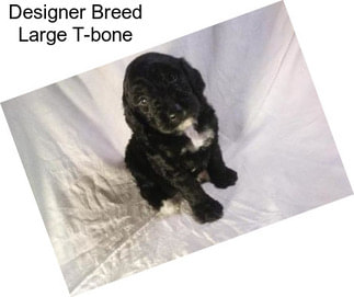 Designer Breed Large T-bone