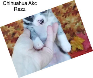 Chihuahua Akc Razz